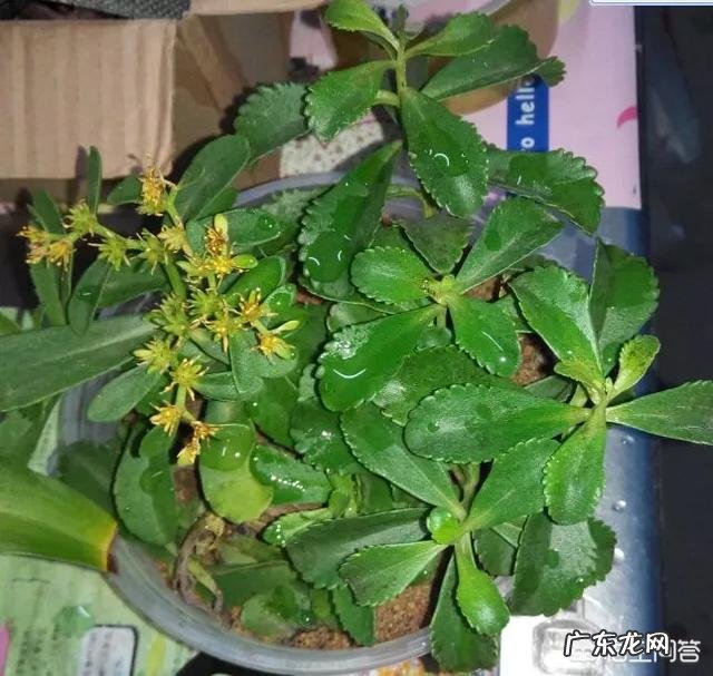 农村自家屋檐下种植的野生田三七有什么功效与作用呢?