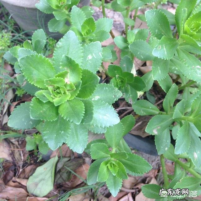 农村自家屋檐下种植的野生田三七有什么功效与作用呢?