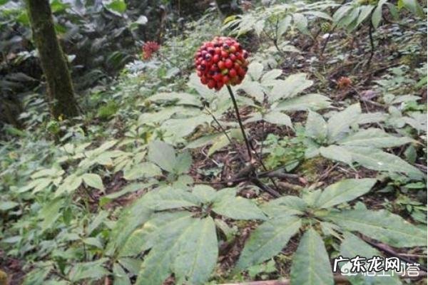 农村自家屋檐下种植的野生田三七有什么功效与作用呢?