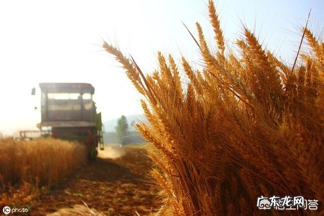 农村俗语“四月芒种麦在前,五月芒种麦在后”是什么意思?有道理吗?