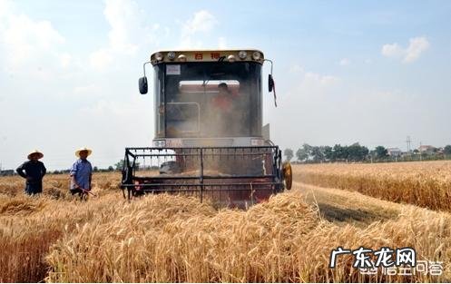 农村俗语“四月芒种麦在前,五月芒种麦在后”是什么意思?有道理吗?