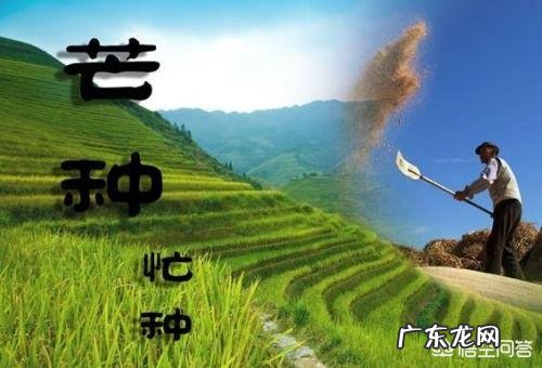 农村俗语“四月芒种麦在前,五月芒种麦在后”是什么意思?有道理吗?