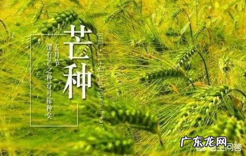 农村俗语“四月芒种麦在前,五月芒种麦在后”是什么意思?有道理吗?
