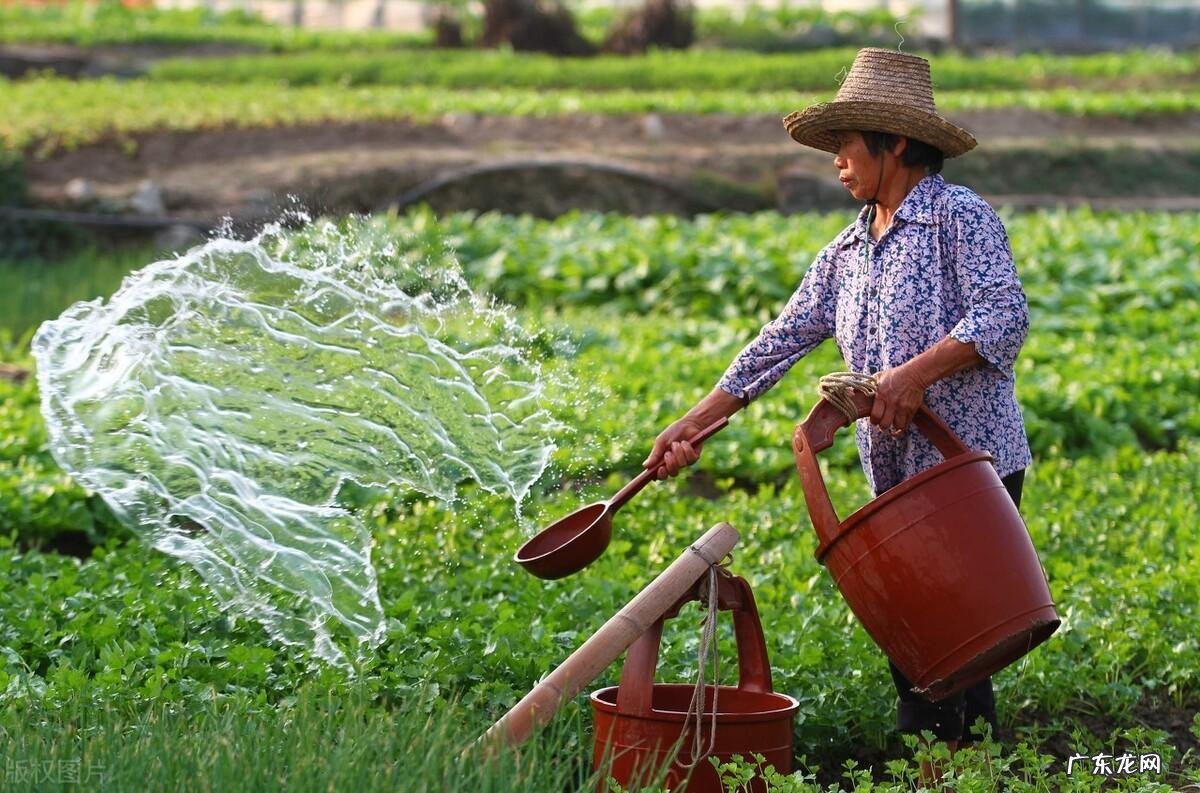 枪林弹雨手机版 枪林弹雨是什么意思