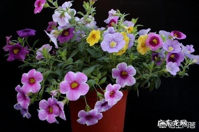 “男人不坏,女人不爱”这句话你认为有道理吗?为什么?