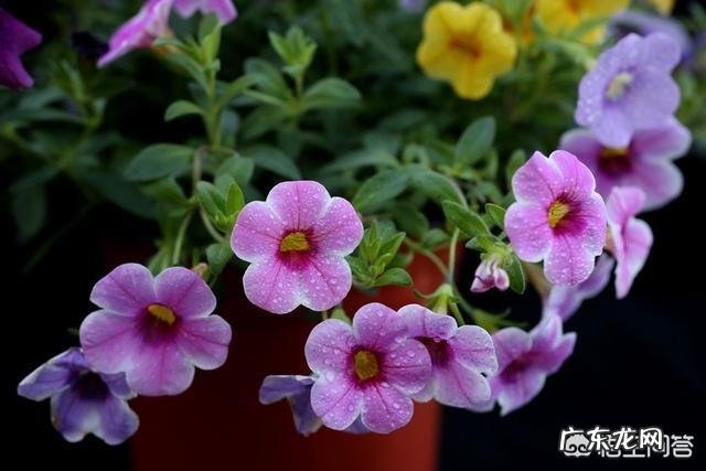 “男人不坏,女人不爱”这句话你认为有道理吗?为什么?