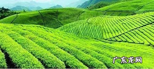 龙井茶的功效与作用及禁忌