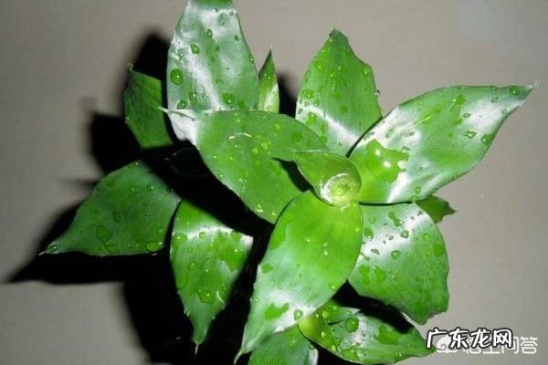 富贵竹黄叶有斑点怎么办?