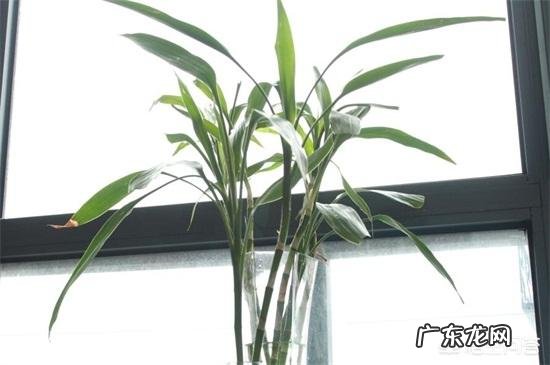 富贵竹黄叶有斑点怎么办?