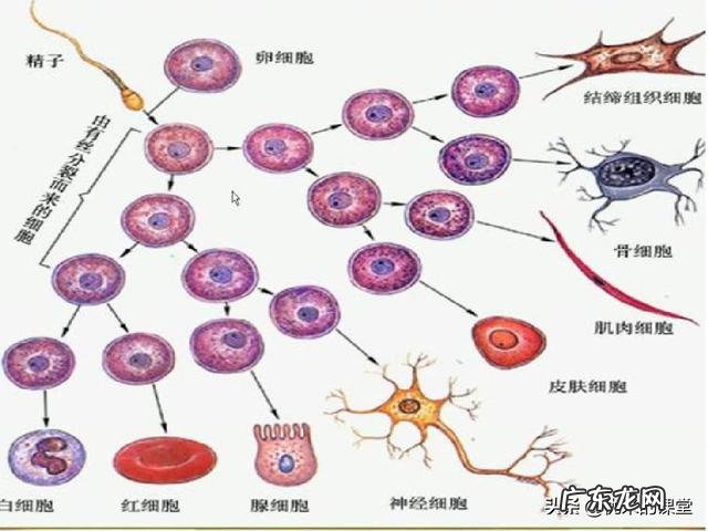 如何有效防止过快衰老?都有哪些抗衰老秘诀?