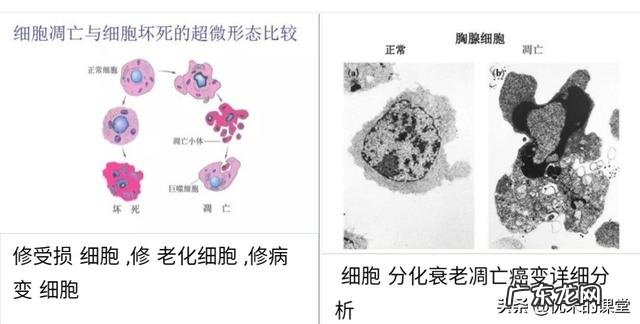 如何有效防止过快衰老?都有哪些抗衰老秘诀?