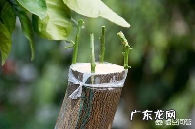 桃树属蔷薇科可嫁接蔷薇花或月季花吗?