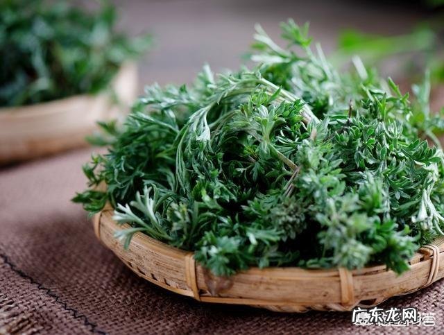 你知道白蒿的采收时间吗?食用白蒿对人有什么好处?