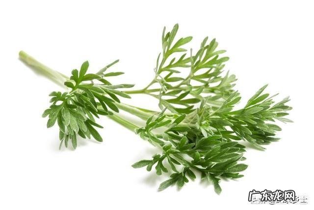 你知道白蒿的采收时间吗?食用白蒿对人有什么好处?