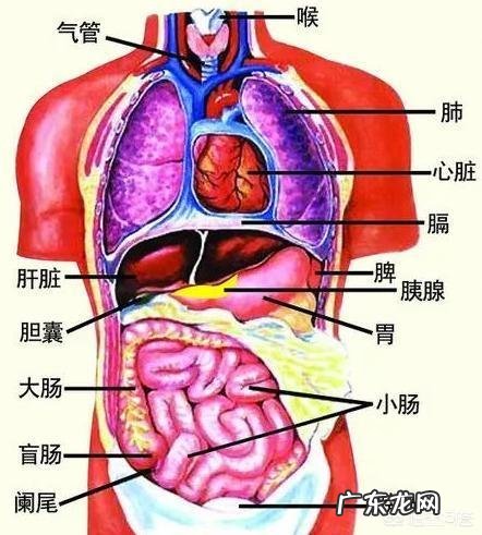 肝不好，身体会有“1痛2臭3变色”，指的是什么？