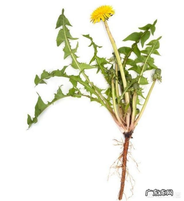 肝不好,身体会有“1痛2臭3变色”,指的是什么?