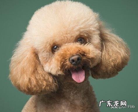 泰迪是怎么杂交出来的？