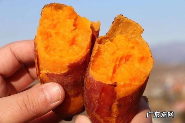 白薯、红薯、紫薯,哪个营养价值更高?