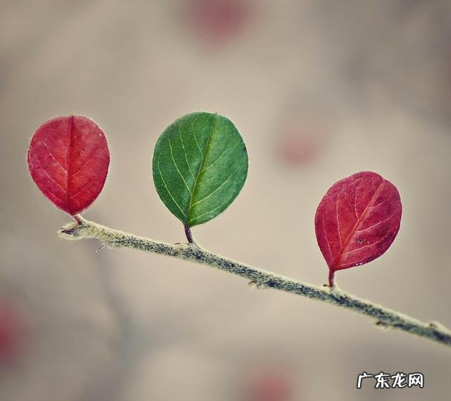 为什么男女朋友分手后喜欢藕断丝连，还撕逼？