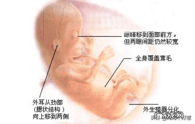 怀孕前三个月应该注意什么?
