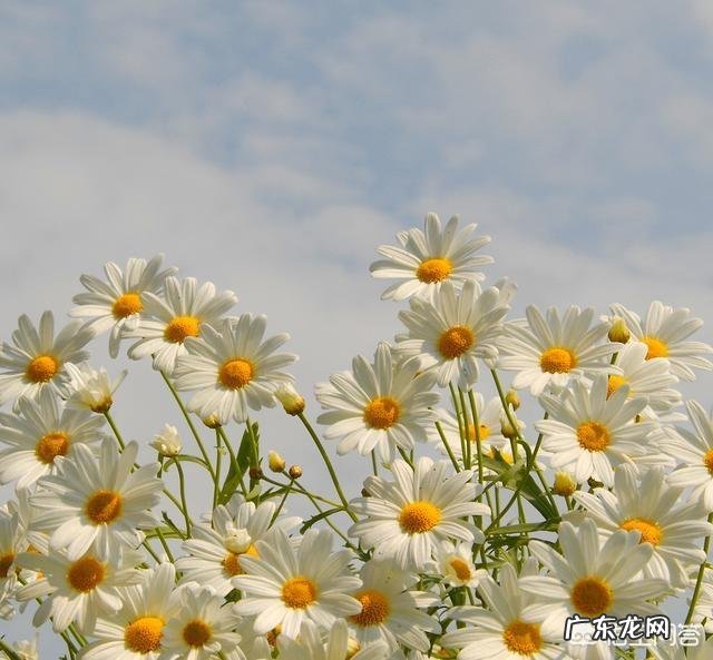 有哪些说到心坎的忧伤句子跟心情语录呢?