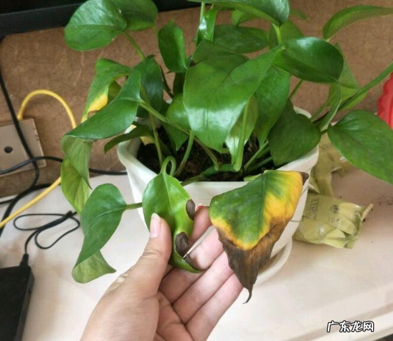 冰箱上放绿萝的风水 风水南面种植绿萝可以吗