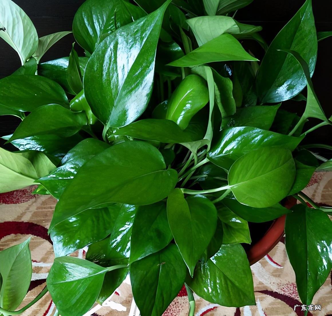 冰箱上放绿萝的风水 风水南面种植绿萝可以吗