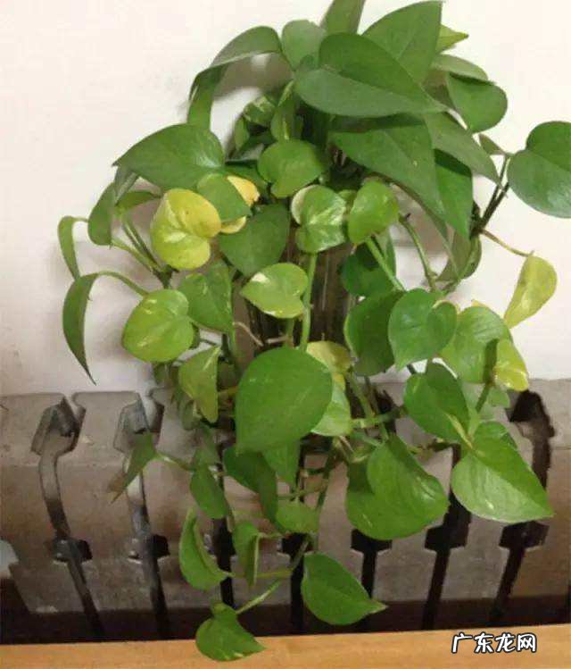 冰箱上放绿萝的风水 风水南面种植绿萝可以吗