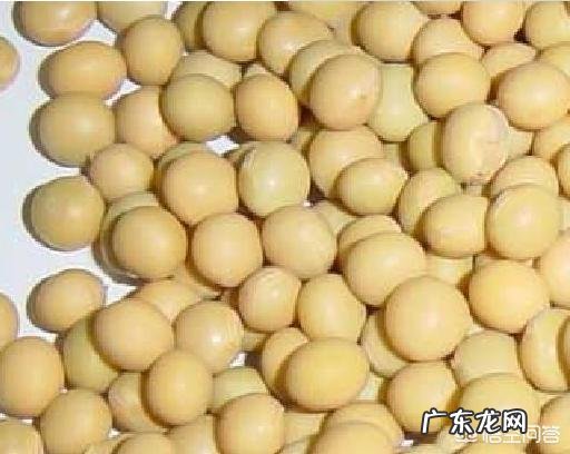 黄豆和绿豆的区别,哪个更有营养?