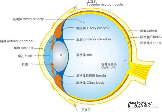 什么叫弱视,弱视的人如何恢复正常视力?
