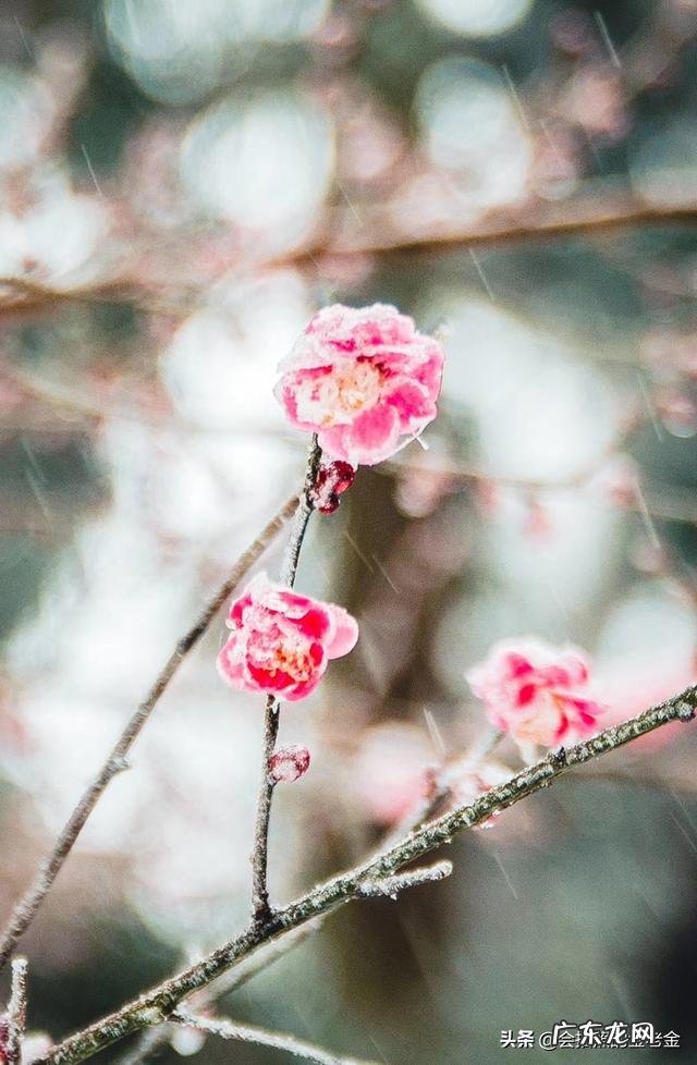 能否把你珍藏的雪景照片发出来?