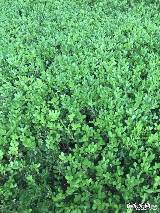 你知道适合孕妇吃的素菜有哪些吗?怎么做?