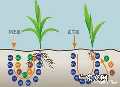 常用的氮肥品种有哪些?性质及施用特点是什么?