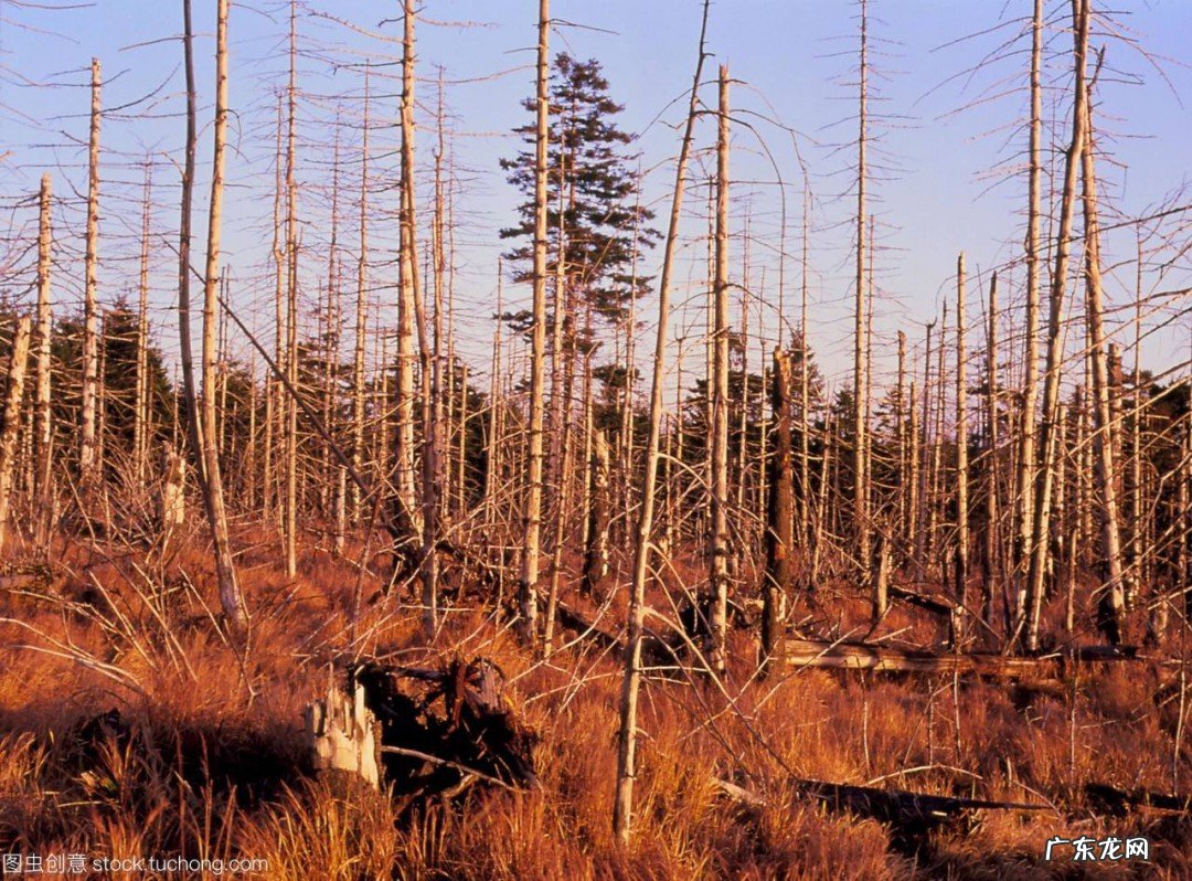 酸雨的危害