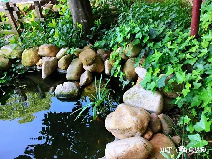 金鱼池放哪个位风水好 风水金龟放在鱼池里面