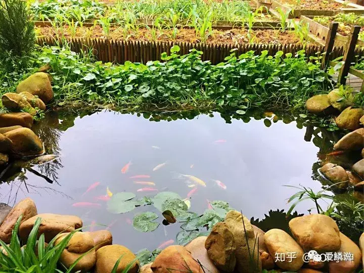 金鱼池放哪个位风水好 风水金龟放在鱼池里面