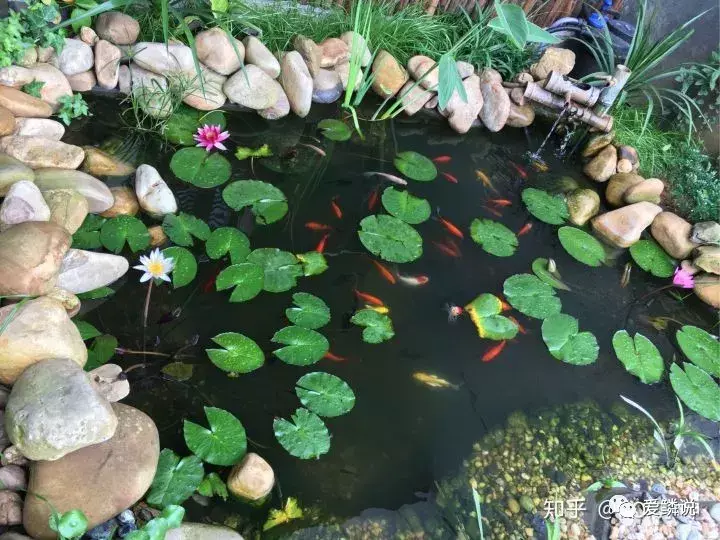 金鱼池放哪个位风水好 风水金龟放在鱼池里面