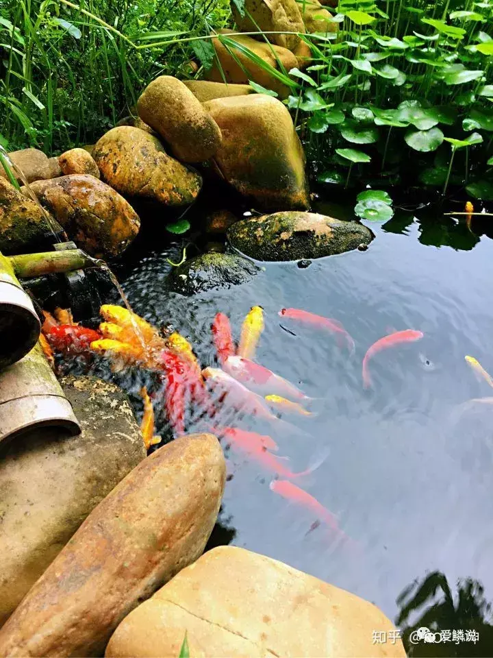 金鱼池放哪个位风水好 风水金龟放在鱼池里面