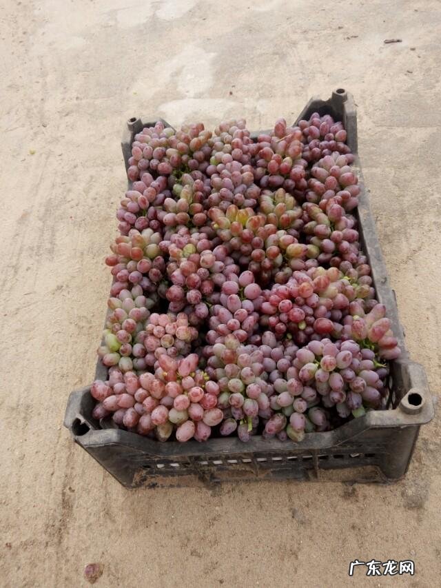 怎样自制葡萄酒?