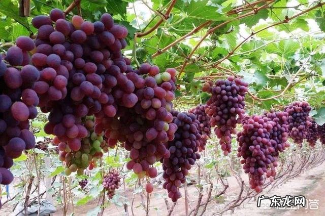 怎样自制葡萄酒？