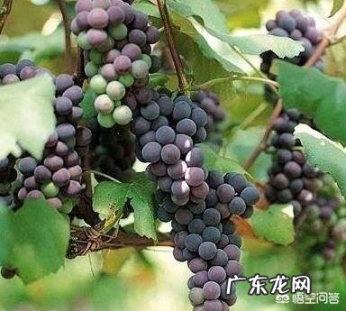 怎样自制葡萄酒?