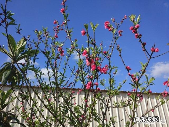 中国人为什么要过清明节?