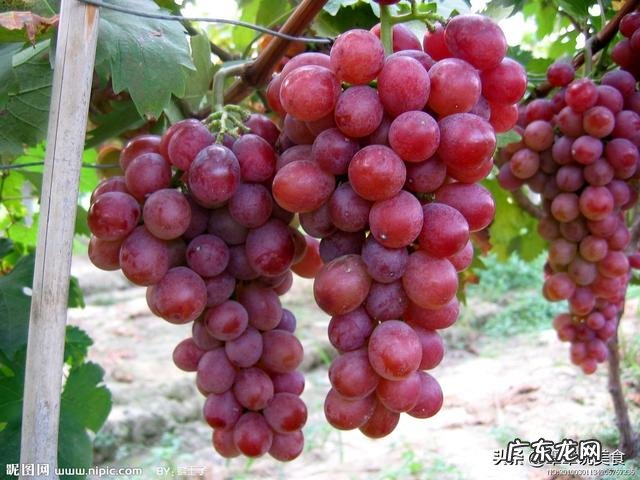 什么食物花青素含量最高，抗氧化性能最好？