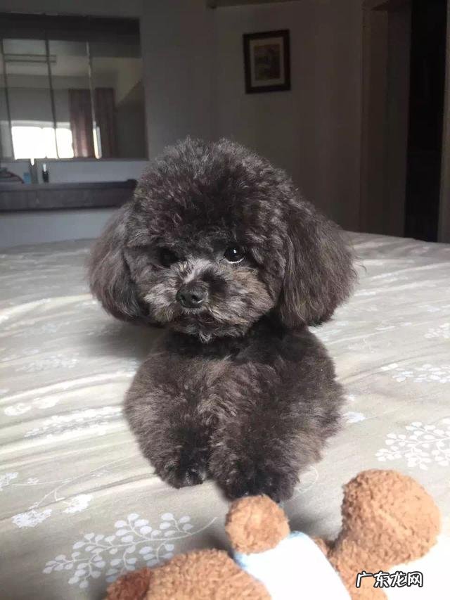 给可爱的小狗狗起什么名字好?