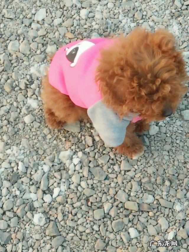 给可爱的小狗狗起什么名字好?