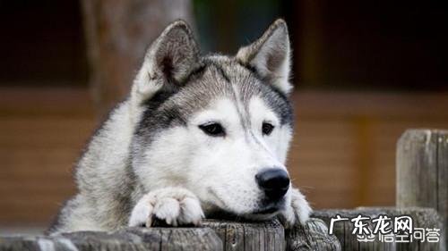 小哈士奇不消化会口臭吗,小哈士奇口臭是因为什么?