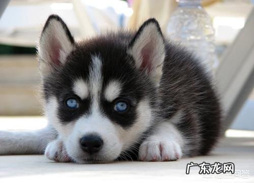 小哈士奇不消化会口臭吗,小哈士奇口臭是因为什么?