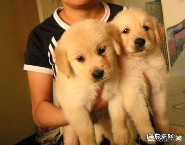 普通金毛和纯种金毛有何区别?养哪种更好?