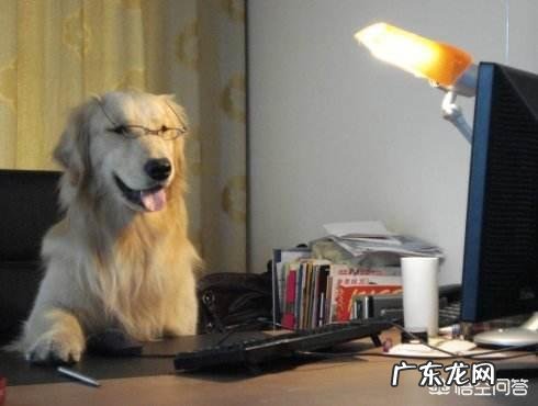 普通金毛和纯种金毛有何区别?养哪种更好?