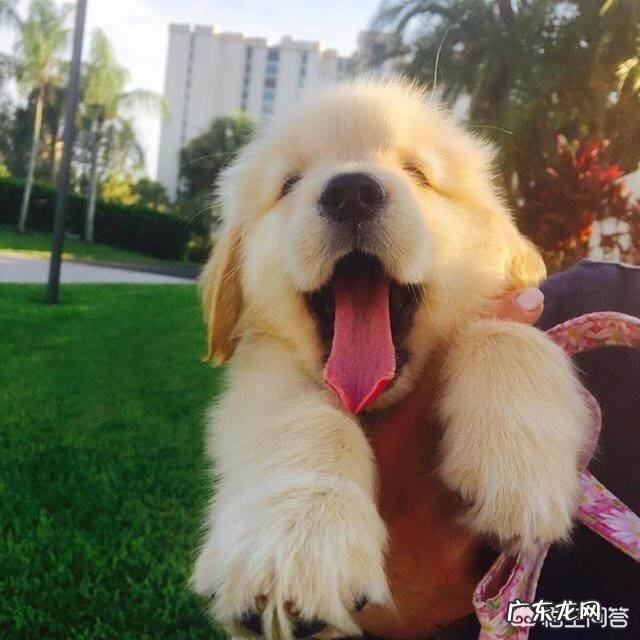 普通金毛和纯种金毛有何区别?养哪种更好?